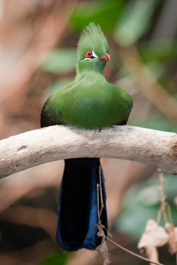 fairy-wren:  green turaco, or guinea turaco