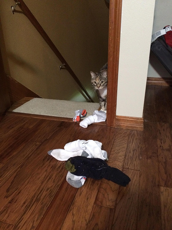 18 gatos que NO pudieron esconder sus tesoros mucho tiempo