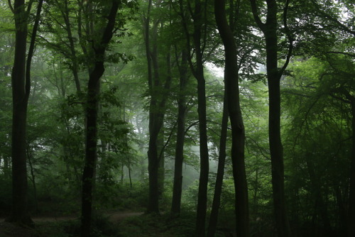 90377:A foggy day at the local forest by 90377Instagram | Etsy Shop