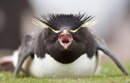 sciencealert:  Penguins may lack teeth, but they have backward facing spines in their throats that grip and guide fish down.  This photo of a rockhopper penguin was taken by Will Burrard-Lucas on the Falkland Islands. 