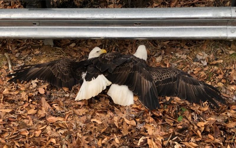 Motorists encounter rare sight in southern West Virginia - West Virginia Explorer