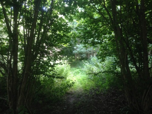 studiointhewoods: Magickal walk through the woods and up to the Grove this evening for some spiritua