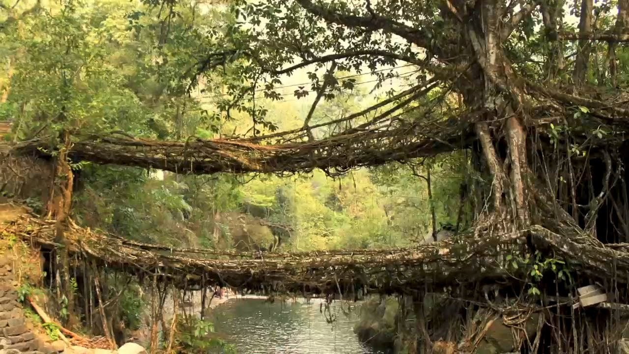 sixpenceee:  Villagers in Meghalaya, India weave the roots of the rubber fig tree