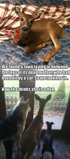 thosefunnyanimals:Check out more at Those Funny Animals  No, what will be really