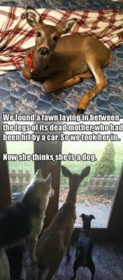 thosefunnyanimals:Check out more at Those