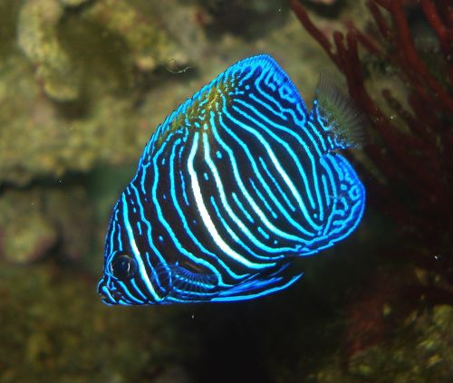 Halfmoon angelfish (Pomacanthus maculosus)The halfmoon angelfish is a marine angelfish. The species 