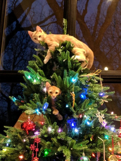 serendipity&ndash;goddess:FESTIVE KITTIES