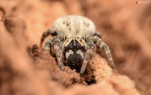 invertebrates: onenicebugperday:African social spiders, Stegodyphus dumicola, Eresidae (velvet spide