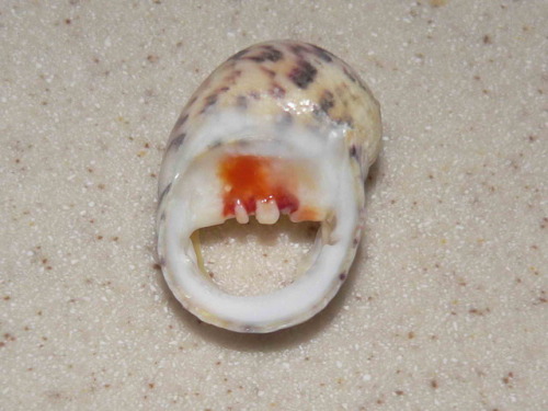 mademoiselleclipon: Nerita peloronta / Bleeding tooth shell