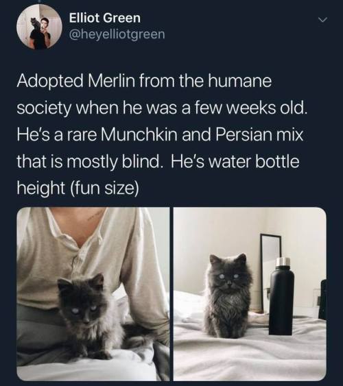 tiger-thoughts-and-things:This cat is an Oracle