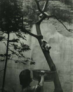 taishou-kun: Ishizuka Saburou 石塚三郎 (1877-1958) - Basket for cats - Niigata 新潟, Japan - 1910 Source Twitter @oldpicture1900 