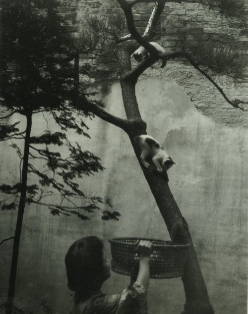 taishou-kun:Ishizuka Saburou 石塚三郎 (1877-1958) - Basket for cats - Niigata 新潟, Japan - 1910Source Twi