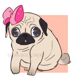 pug