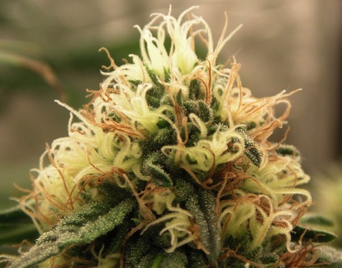 Porn photo cannabismovement2015:  Buy Weed Seeds, Grow