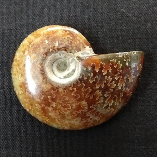 maelgwyn:I forgot this pretty little ammonite was hiding in my pocket! The place I bought it from di