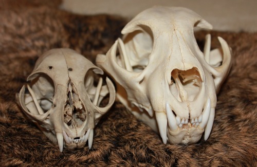 Got my first domestic cat skull today. Here it is next to my bobcat, Lynx rufus (right).It’s a