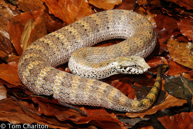 wapiti3:  Common Death Adder (Acanthophis antarcticus) Common death adders eat small