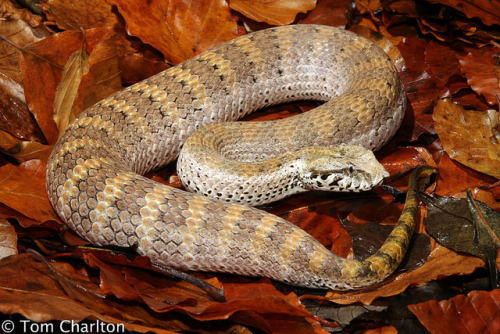 wapiti3:  Common Death Adder (Acanthophis antarcticus) Common death adders eat small mammals and birds as a primary diet. Unlike other snakes, the common death adder lies in wait for its prey (often for many days) until a meal passes. It covers itself