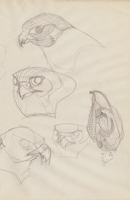 Some bird studies. I used Google Images and arkive.org