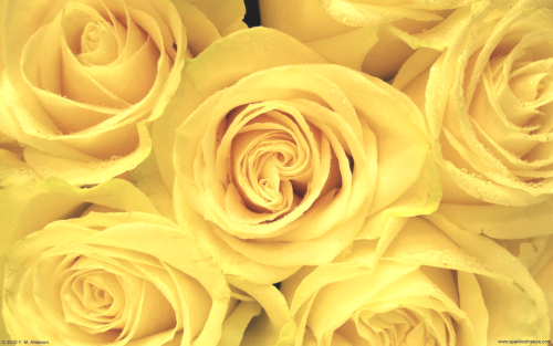 Featured image of post View 22 Yellow Disney Aesthetic Belle