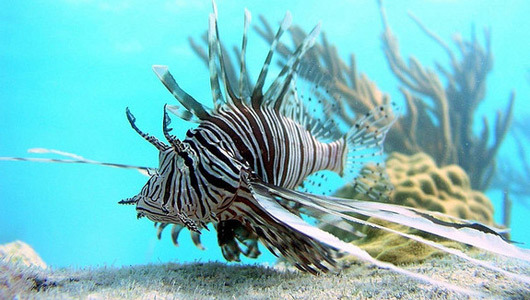Invasive lionfish found at surprising depths
Lionfish lack natural predators in the Atlantic Ocean, and the poisonous creatures are making themselves right at home.