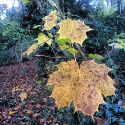 thebloominuniverse:I went for a little evening stroll. The woods are beautiful at this time of day b