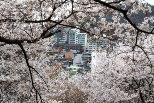 Cherry blossoms on Ansan Mountain, Seodaemun.