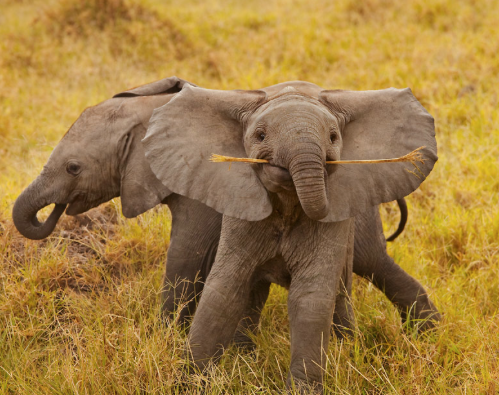 leahloveslife:gingerish—gal:venera9:Baby Elephants!-high pitch screaming-