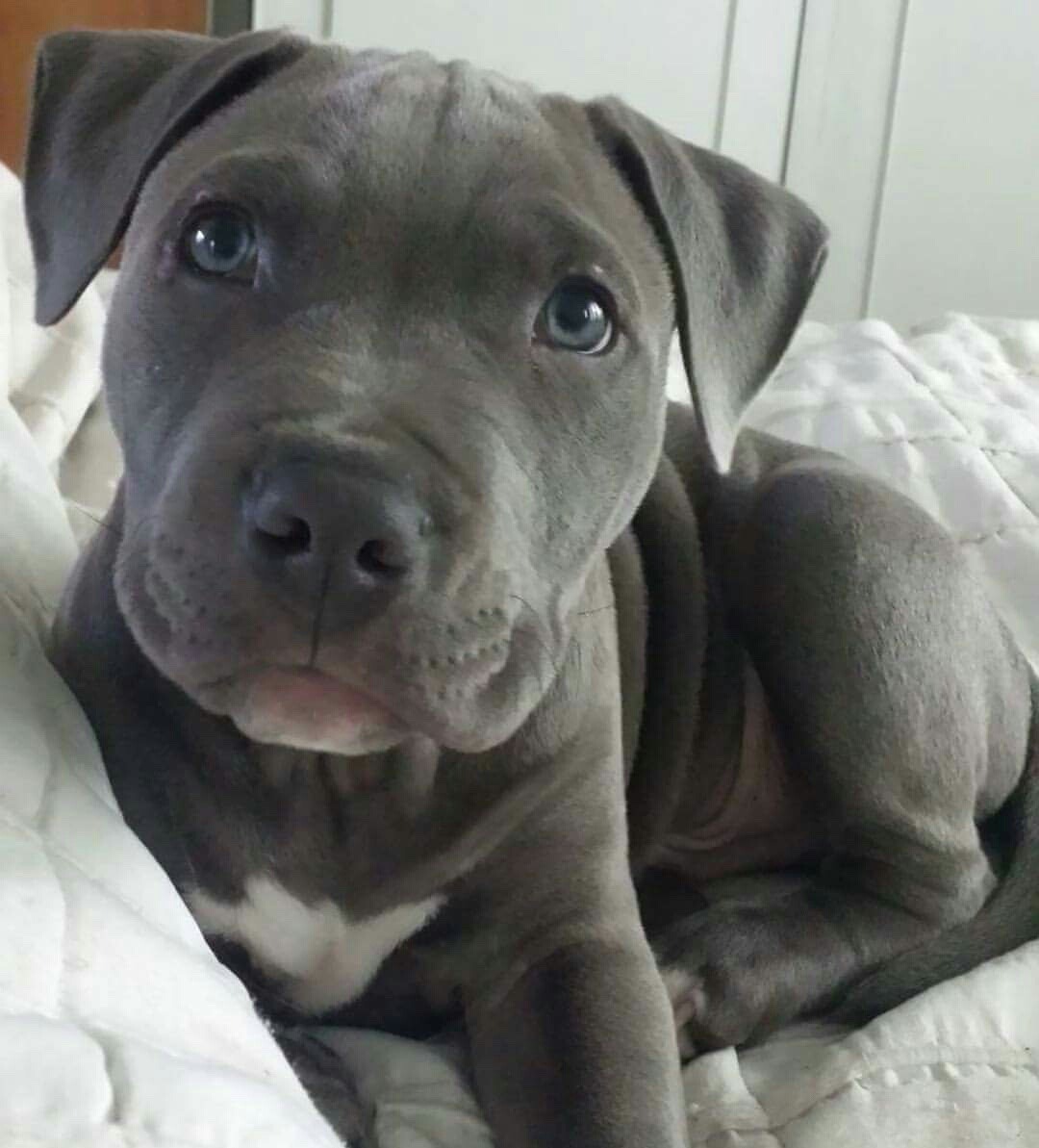 pitbulls & tattoos Pitbulls & Tattoos