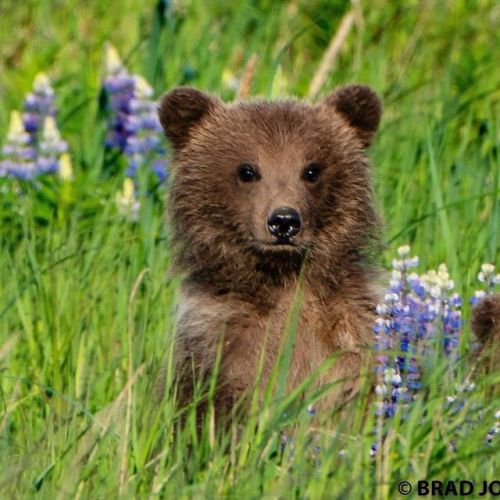 trashzy:Brown Bear dude look at this lavender it smells so good bro come over here bro its so sweet 