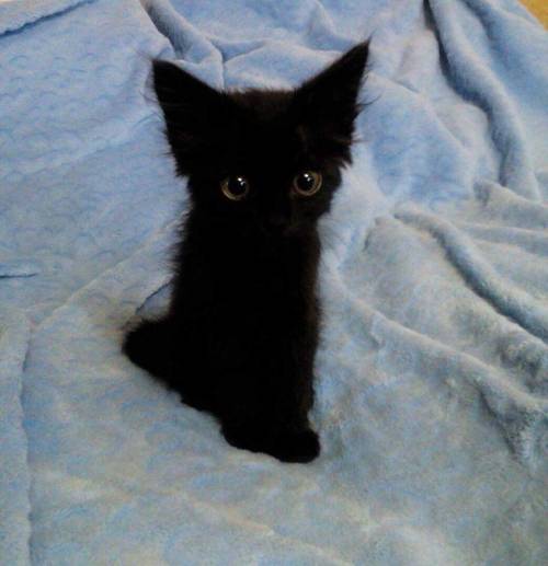 hitmewithcute:Little black kitten being the best thing ever