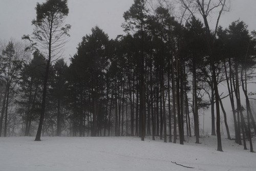 Fog in the woods by Case Turner on Flickr.