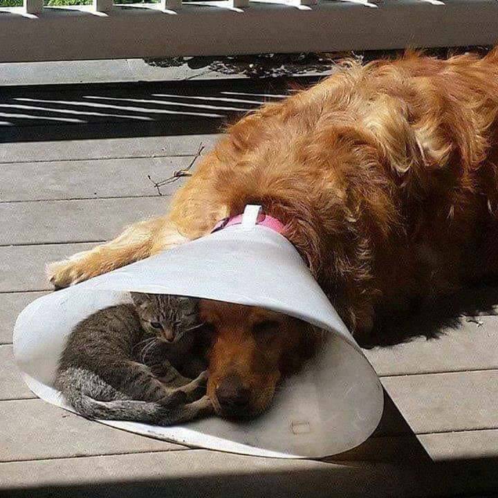 cute-pet-animals-aww:  Someone needed a friend through the hard times