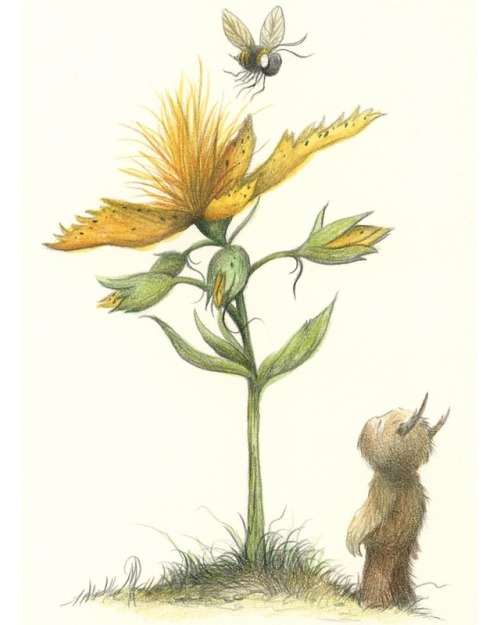 danmayart:Buttercup, graphite, acrylic and colored pencil on Stonehenge paper. Drawing 104 of #daily