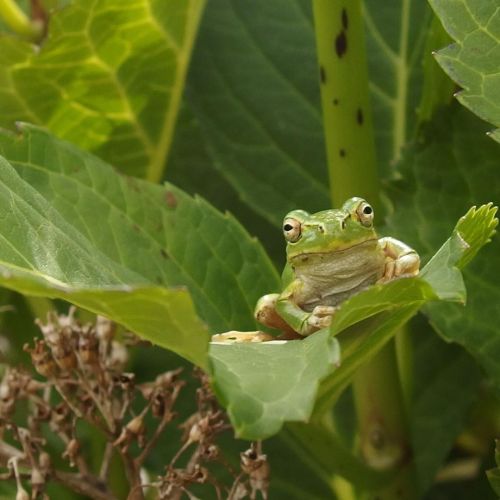 #カエルの日 #frog’sday #frog #蛙 #カエル #アマガエル #雨蛙 #cm_frog www.instagram.com/p/CPxt7GDFcEH/?u