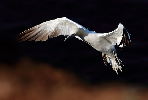 Northern Gannet (Sula bassana) &gt;&gt;by Scottish Landscape and Wildlife Photography&n