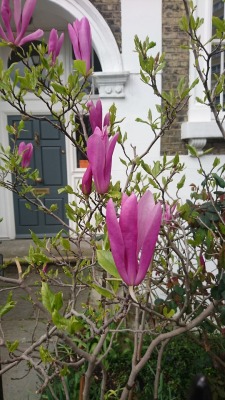 bloomsandfoliage:  Purple magnolia (Magnolia liliiflora) 