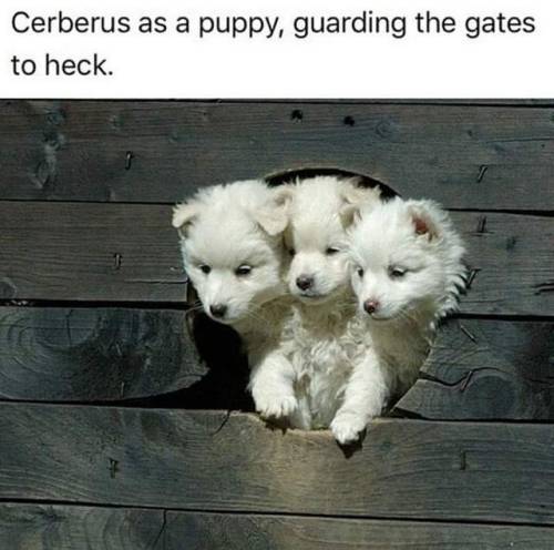 cerberous