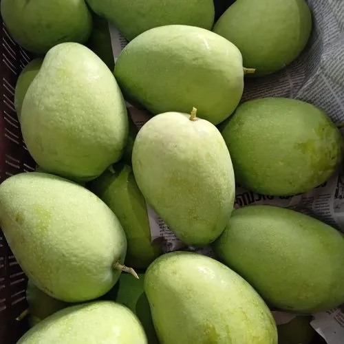 Lakhna (লখনা) or Lachna
