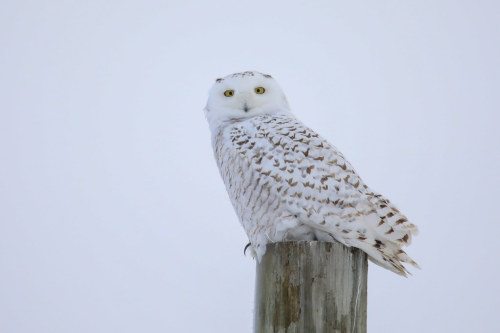 Harfang des neiges - Snowy Owl by marieroy0808 https://flic.kr/p/2imHAGw