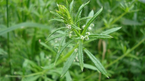 dryadpharmacy: Galium aparine, with many common names including cleavers, clivers, goosegr