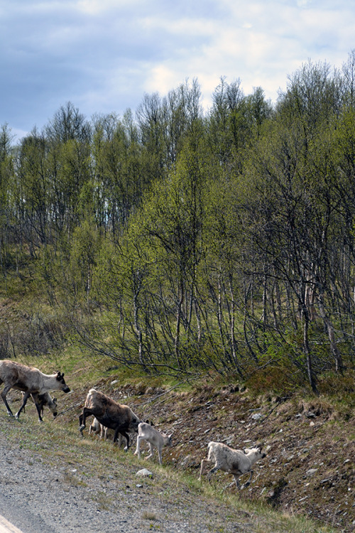 some animals that we saw on your road trip to lofoten in northern norway. it was a long way,  3181 k