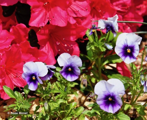 rosemonetphotos: Viola wittrockiana  05&gt;2018Pensée des jardins Pansy
