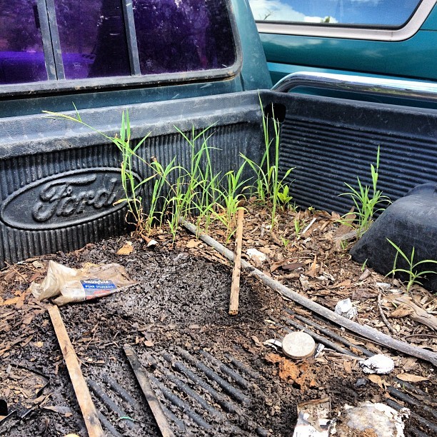 mikeshaner:  You might be a #redneck if grass is growing in the bed of your #pickup