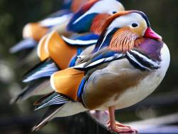 best-of-earth:  Mandarin Ducks. 