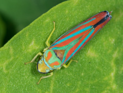 macrodan:  A red-banded leafhopper (Graphocephala coccinea), about a centimeter long. I find these pretty often but this is one of the largest ones I’ve seen.