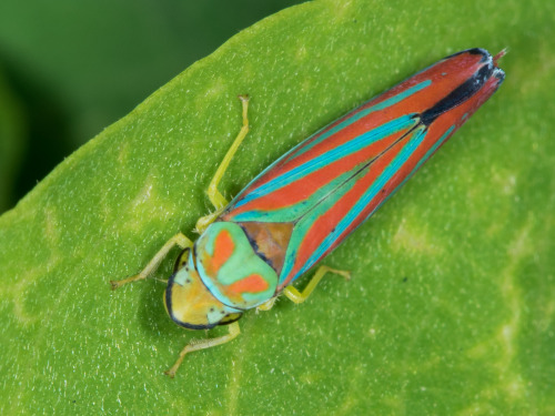 macrodan: A red-banded leafhopper (Graphocephala coccinea), about a centimeter long. I find the