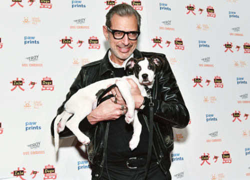 high-fructose-lesbianism:Jeff Goldblum cuddles a puppy at the Isle of Dogs premiere, March 20, 2018 