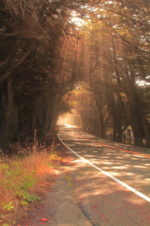wonderous-world:  Road of tree lights by Bun Lee 
