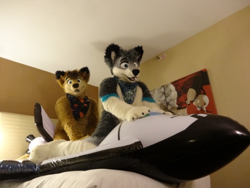 SFW Furry pictures